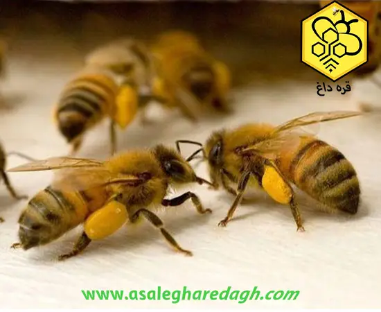 قیمت روز گرده گل