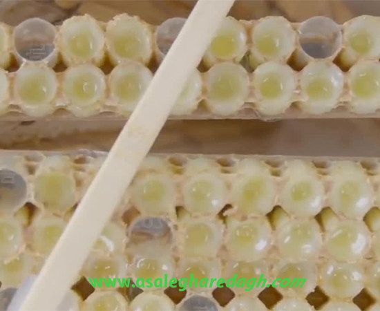 فروش ژل رویال صادراتی