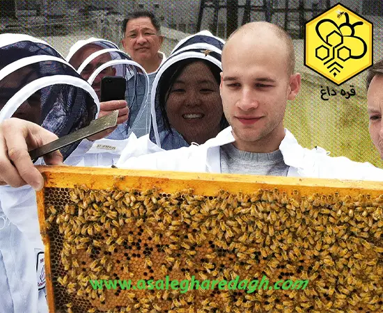 قیمت روز ورق موم