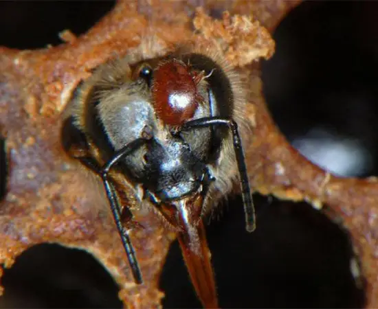 دستگاه تصعید اسید اگزالیک