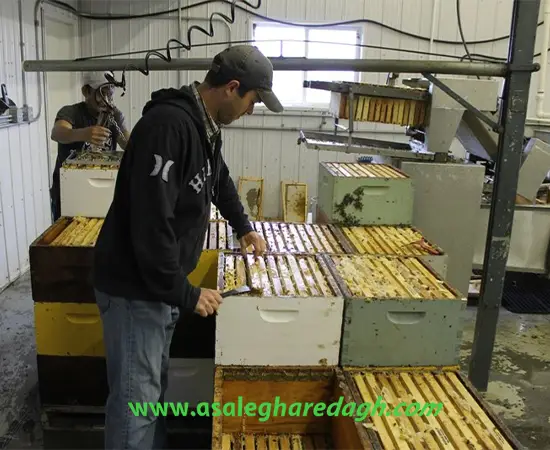 فروش عسل تغذیه