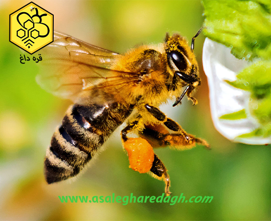 فروش غیر حضوری گرده
