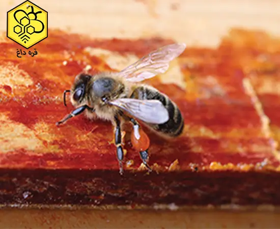 فروشنده عمده بره موم