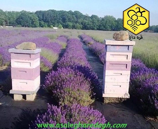 عسل طبیعی ارگانیک کندو