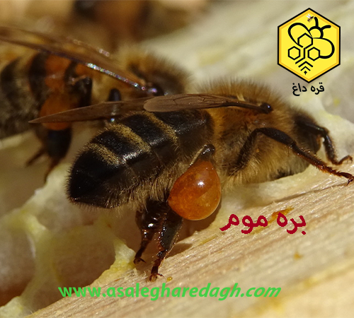 بره موم عمده خالص