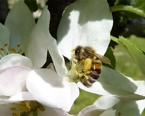 قیمت عسل بهارنارنج