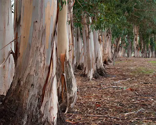 خرید بره موم
