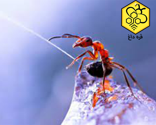 خرید کنه کش زنبور