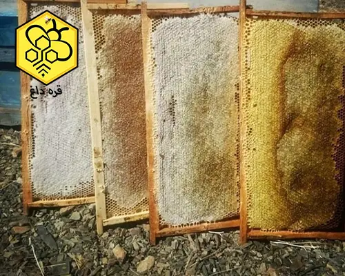 خرید عسل پاییزه