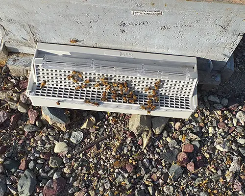 قیمت گرده گیر