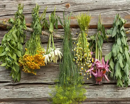 عسل گیاهان دارویی