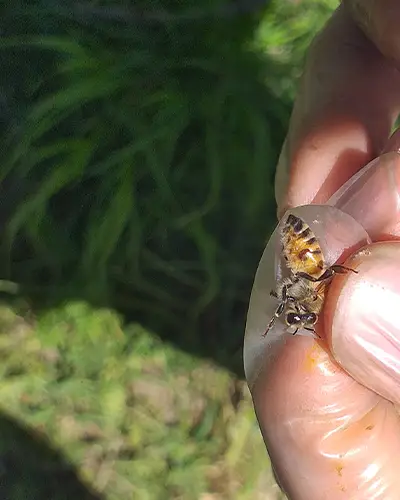 انواع ادوات زنبورداری