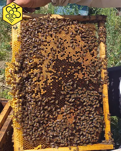 گرده گل تمیز شده