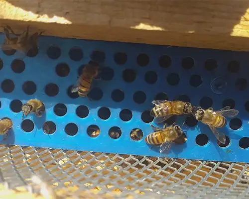 قیمت گرده گیر