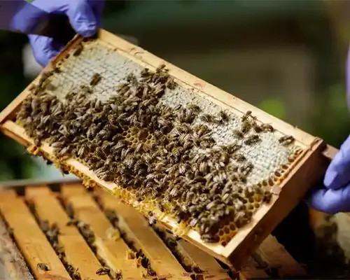 خرید عمده عسل تغذیه