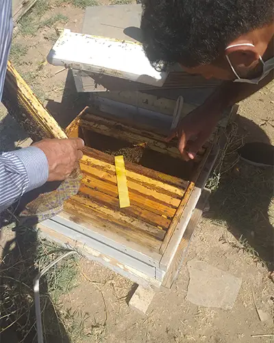 انواع ادوات زنبورداری