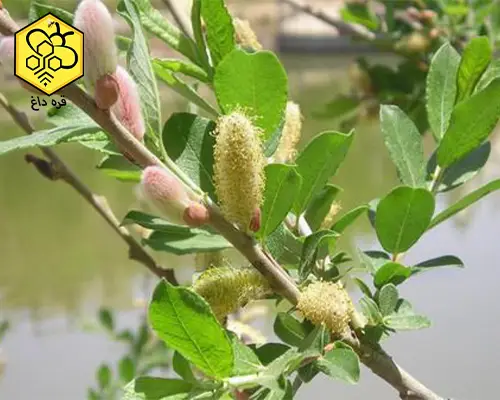 گرده گل تمیز شده