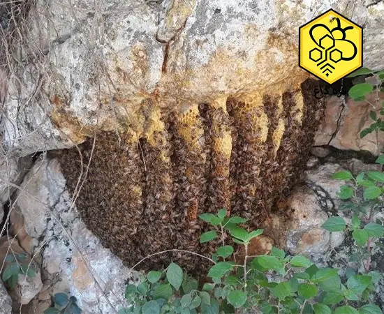 قیمت عسل شان