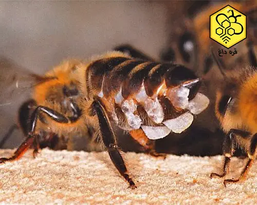 قیمت موم ورق اجدار