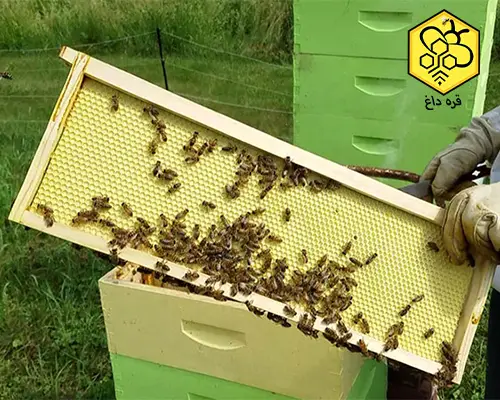 قیمت موم ورق اجدار