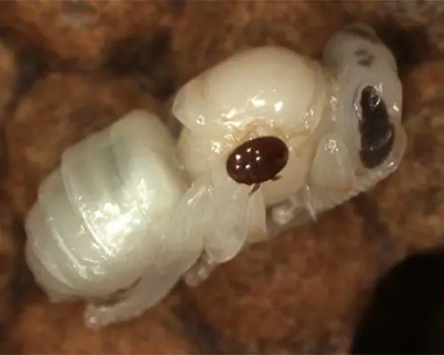 کنه کش واروآ اصل