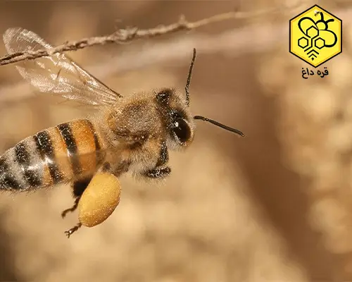 بهترین گرده گل کوهستانی