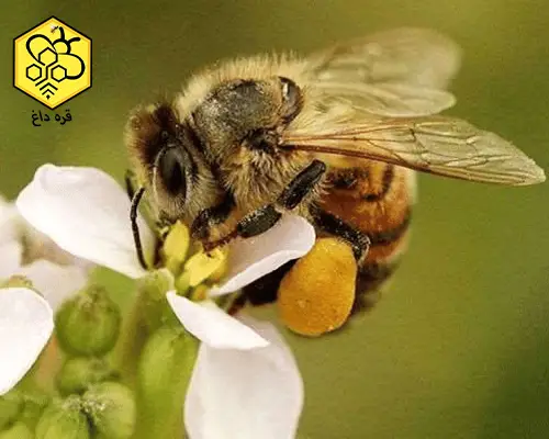 فروش گرده گل