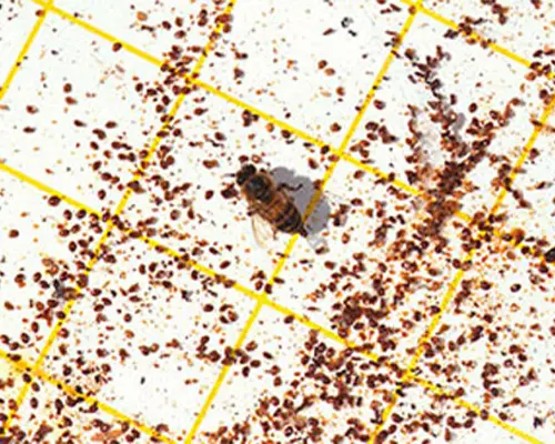 کنه کش واروآ اصل