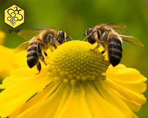 خرید قفس ملکه