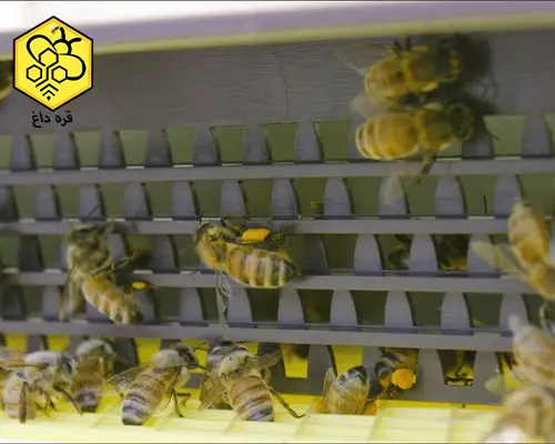 فروش گرده گل