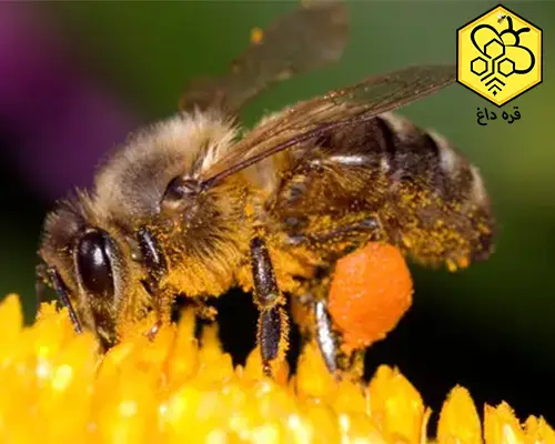 فروش فله ای گرده گل