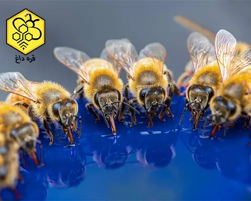 قیمت شربت خوری قابی