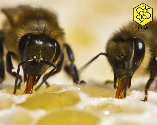 فروش عسل خالص