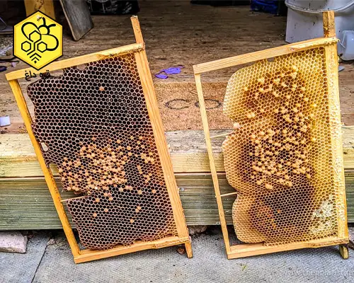 فروش انواع پوکه عسل