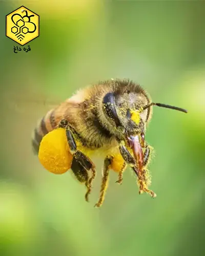 خرید گرده گیر