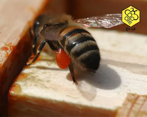 بهترین بره موم