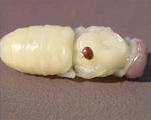 قیمت نوار کنه واروآ