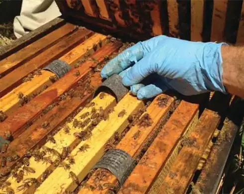 قیمت نوار کنه واروآ