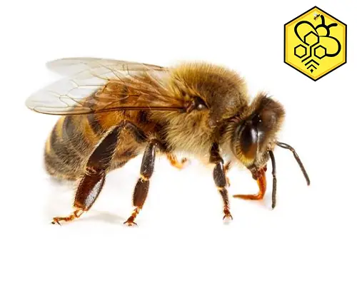 مکمل تقویتی زنبورعسل