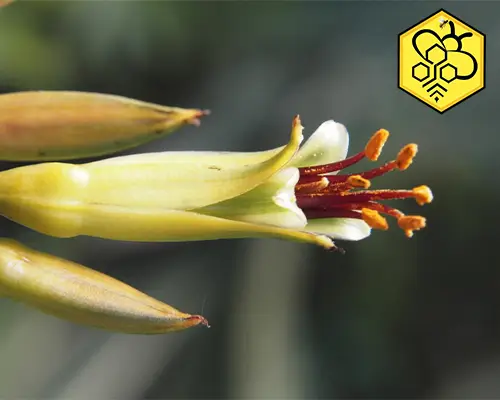 مکمل تقویتی زنبورعسل