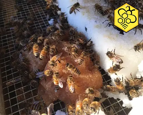 مکمل تقویتی زنبورعسل