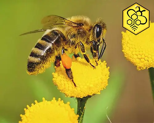 گرده گل عمده