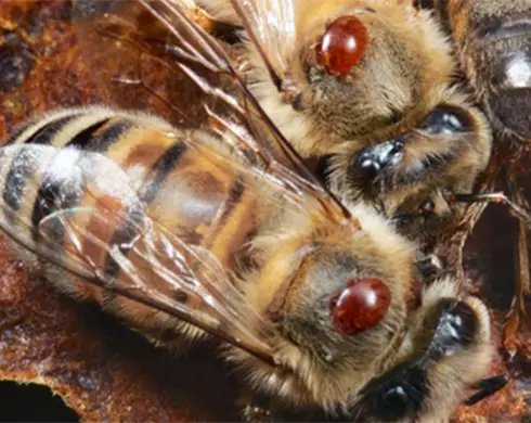 نوارکنه ی تیمووار