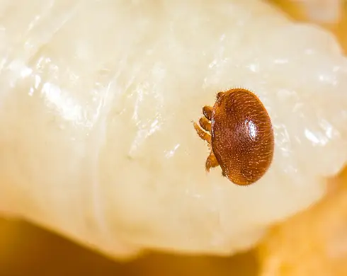 نوارکنه ی تیمووار