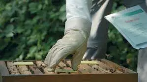 نوارکنه ی تیمووار