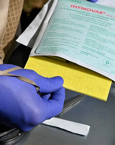 نوارکنه ی تیمووار