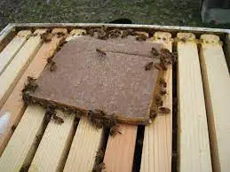 فروش غذای زنبورعسل