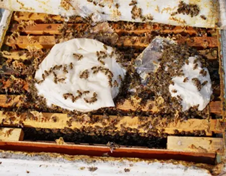 فروش غذای زنبورعسل