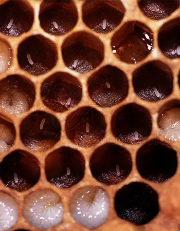 تقویت تخمگذاری ملکه زنبور