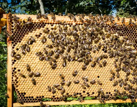 تقویت تخمگذاری ملکه زنبور